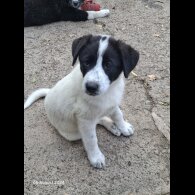 Border Collie - Both