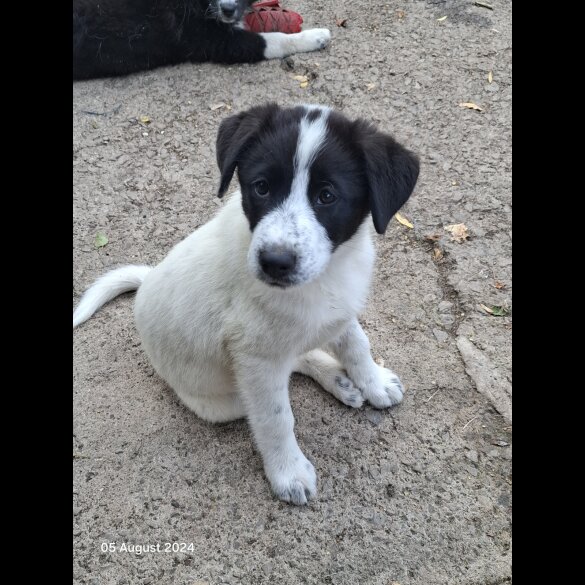 Border Collie - Both