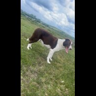 Border Collie - Bitches