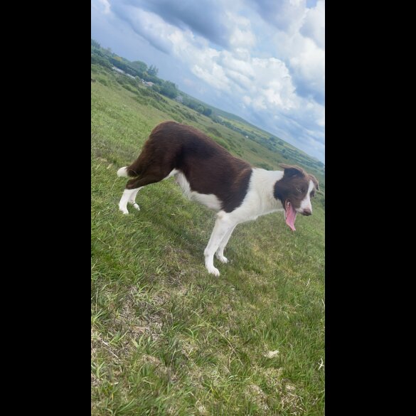 Border Collie - Bitches