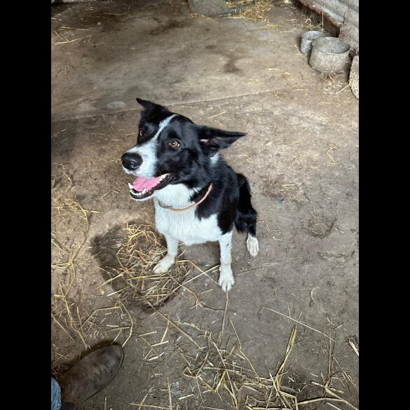 Border Collie - Bitches