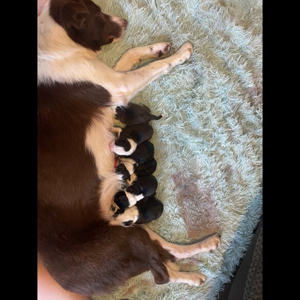 Border Collie - Bitches