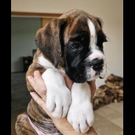 Boxer - Both
