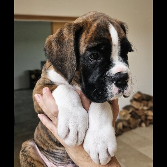 Boxer - Both
