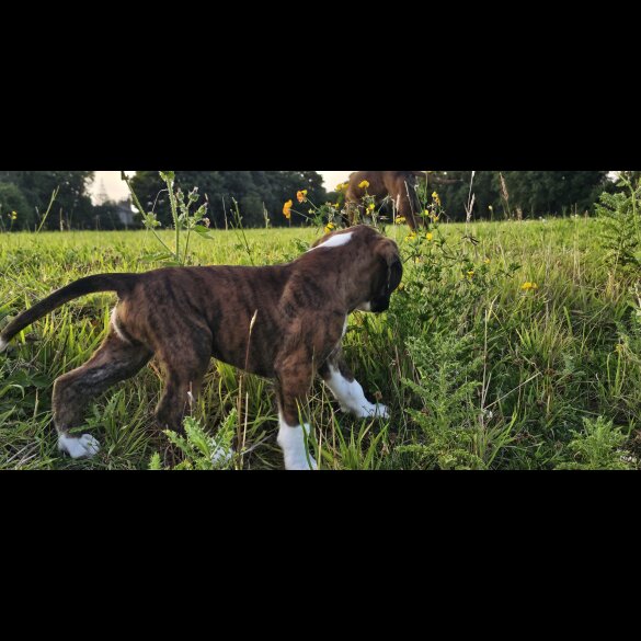 Boxer - Both