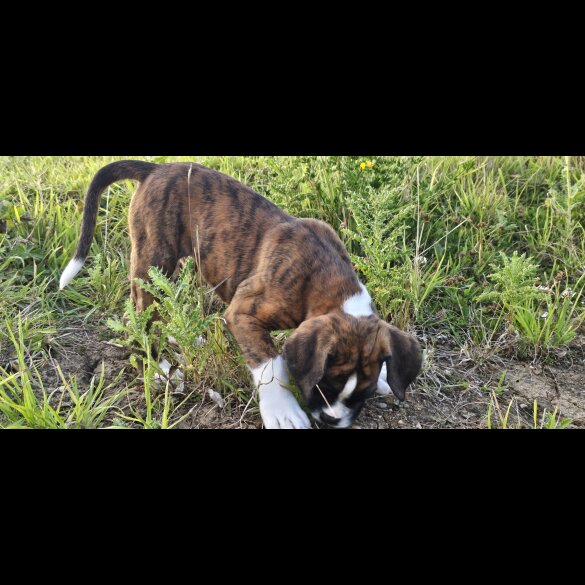 Boxer - Both