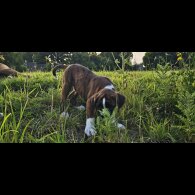 Boxer - Both