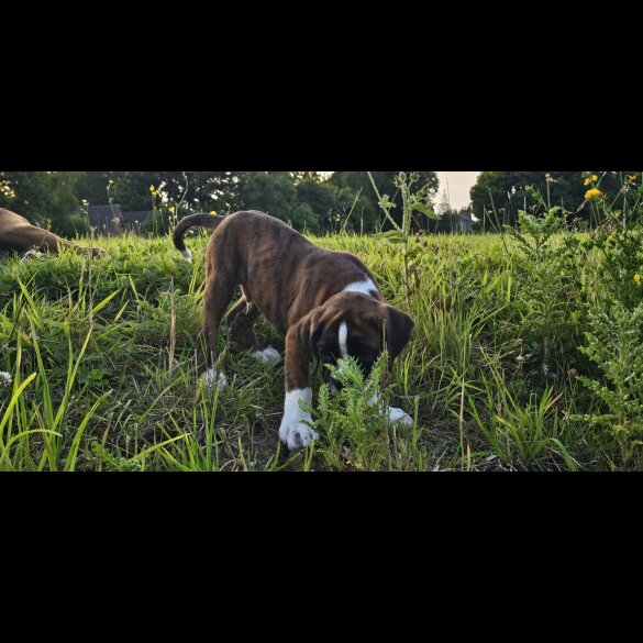 Boxer - Both