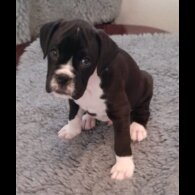 Boxer - Both