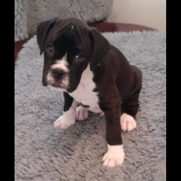 Boxer - Both