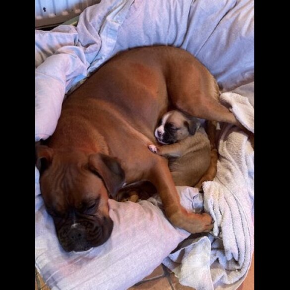 Boxer - Dogs