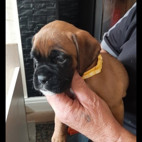 Boxer - Dogs
