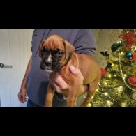 Boxer - Dogs