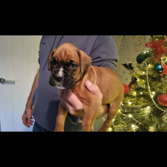 Boxer - Dogs