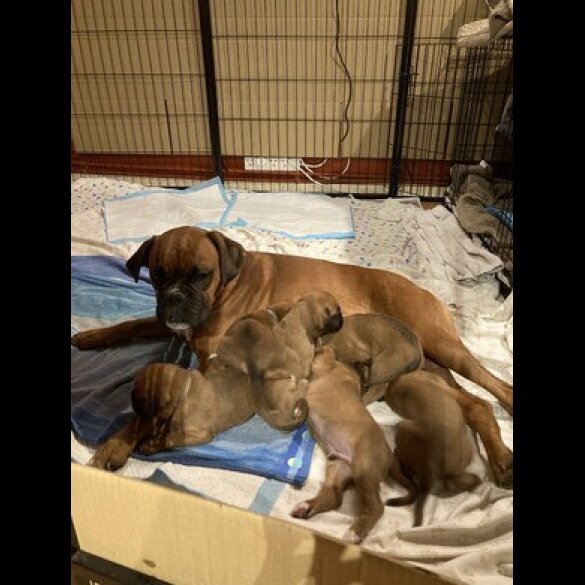 Boxer - Dogs
