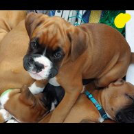 Boxer - Both
