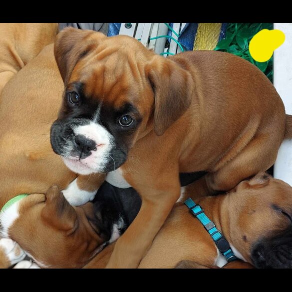Boxer - Both