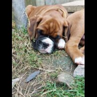Boxer - Both