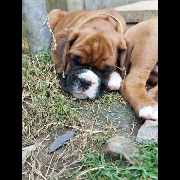 Boxer - Both
