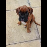 Boxer - Both