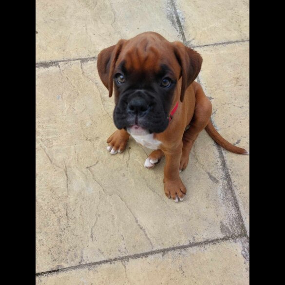 Boxer - Both