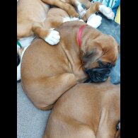 Boxer - Both