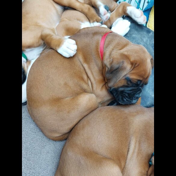 Boxer - Both