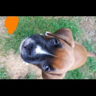 Boxer - Both