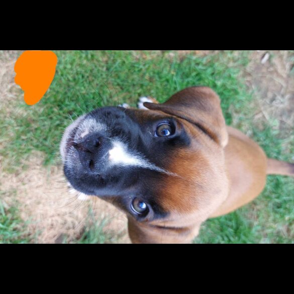 Boxer - Both