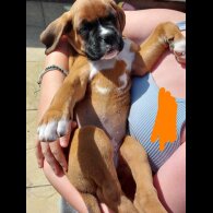 Boxer - Both