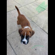 Boxer - Both