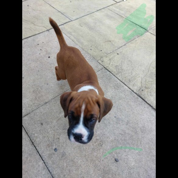 Boxer - Both