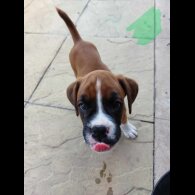 Boxer - Both