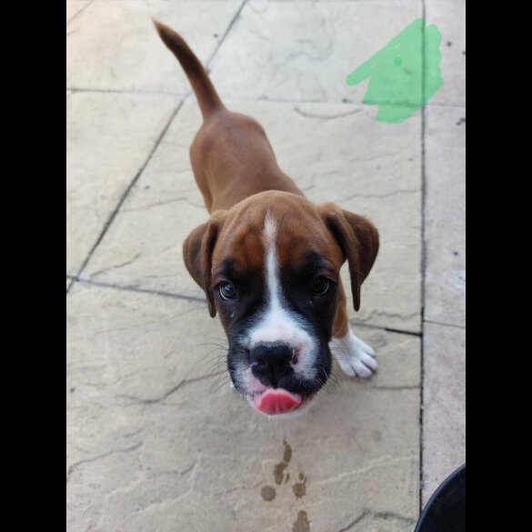 Boxer - Both