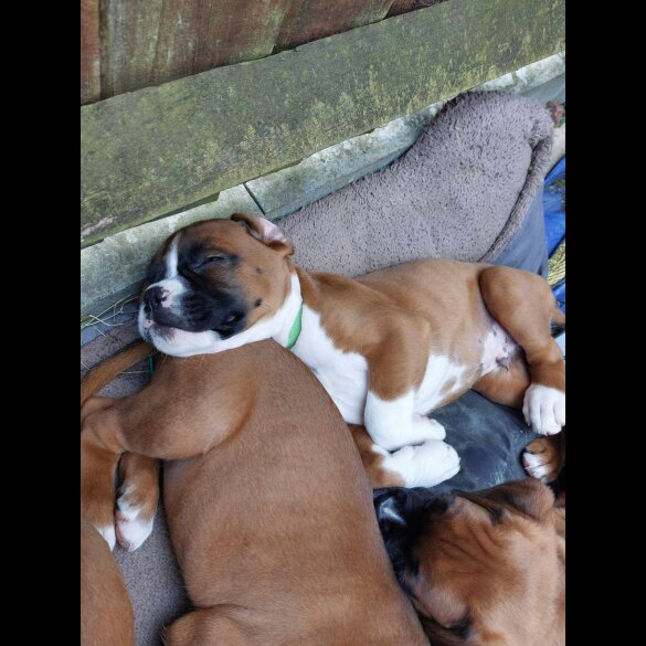 Boxer - Both