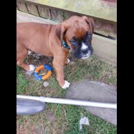 Boxer - Both