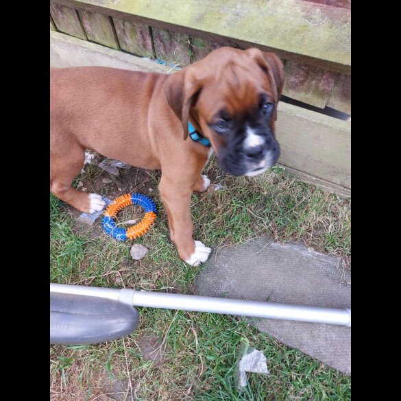 Boxer - Both