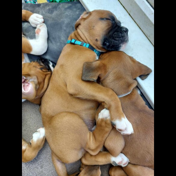 Boxer - Both