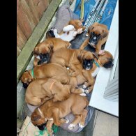 Boxer - Both