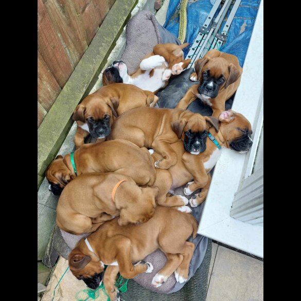 Boxer - Both
