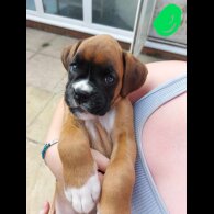 Boxer - Both