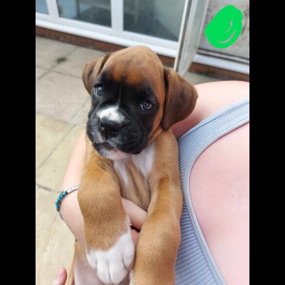 Boxer - Both