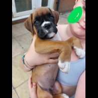 Boxer - Both