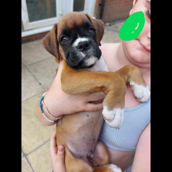 Boxer - Both