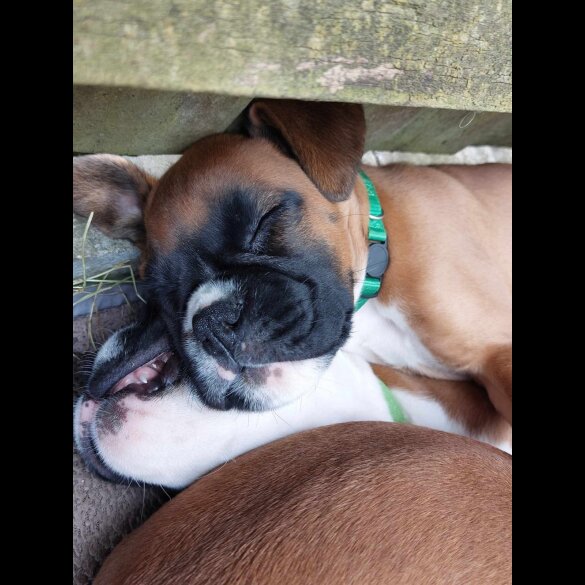 Boxer - Both