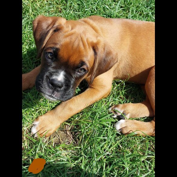 Boxer - Both