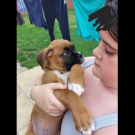 Boxer - Both