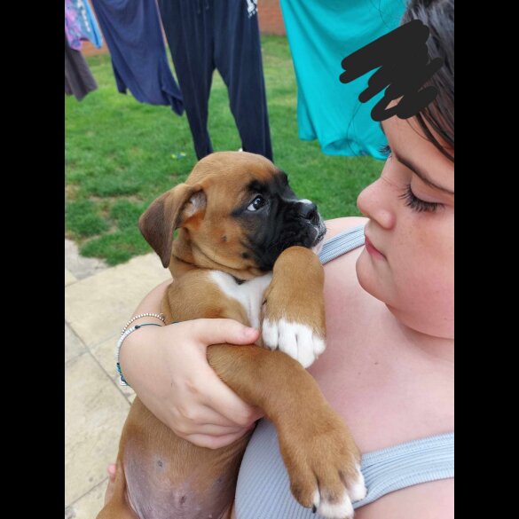 Boxer - Both