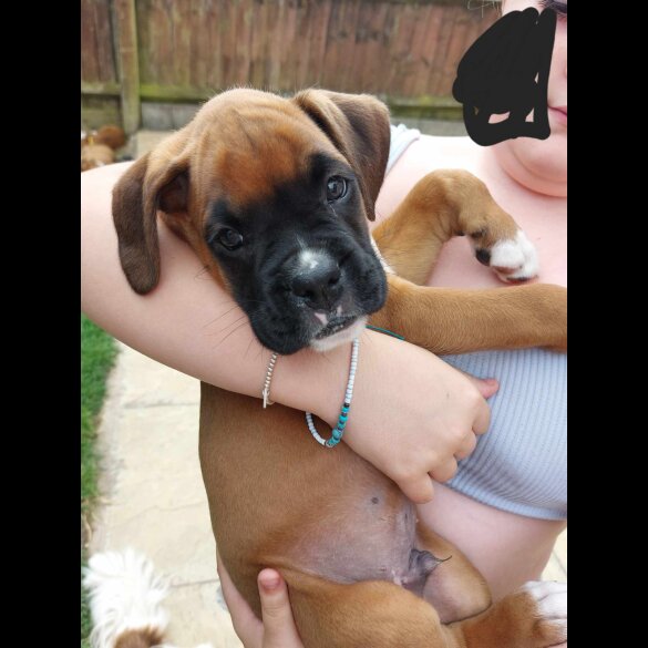 Boxer - Both
