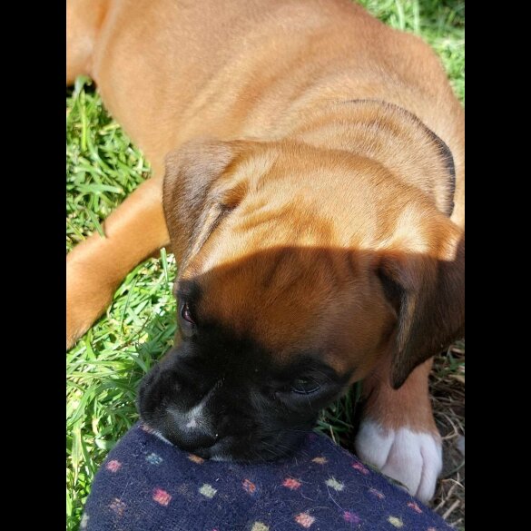 Boxer - Both